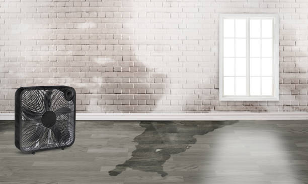 Best Local water damage restoration  in De Pue, IL